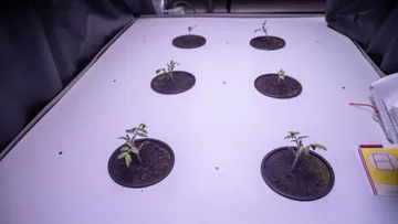 Выращивание томатов при помощи искусственного освещения