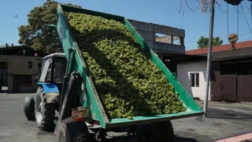 Сбор урожая винограда в ООО ДЗИВ