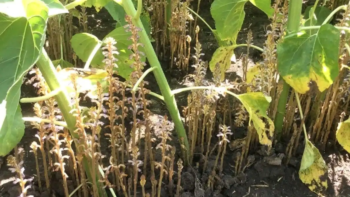 Заразиха фото. Сорняк заразиха подсолнечная. Заразиха растение паразит. Заразиха (волчок). Заразиха подсолнечниковая.