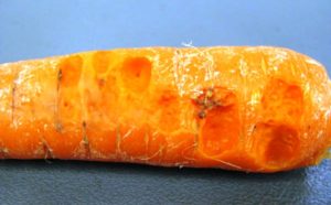 Болезни моркови: фото, описание и лечение