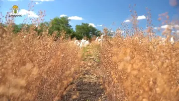 скриншот видео ВНИИМК