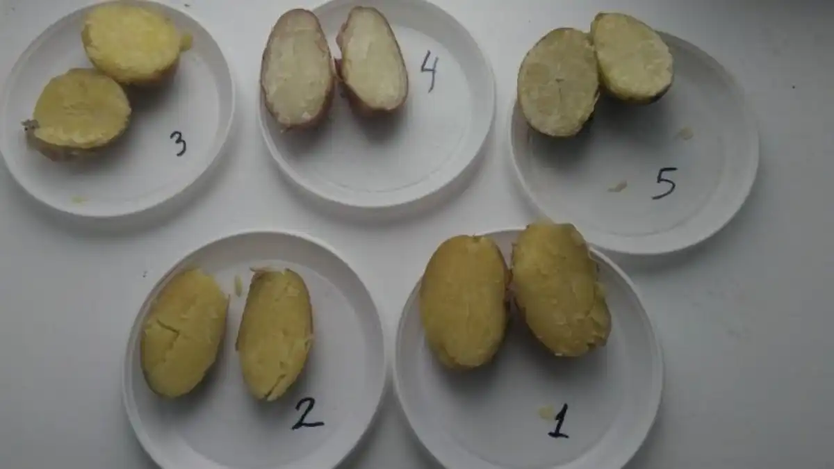 Выращивание семенного картофеля в Коми
