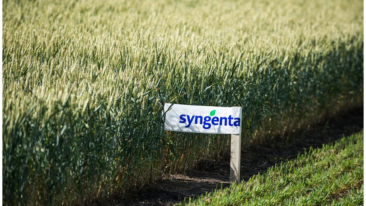 Syngenta. Сингента. Картинки Сингента. Баннер Сингента. Суоми подсолнечник Сингента.