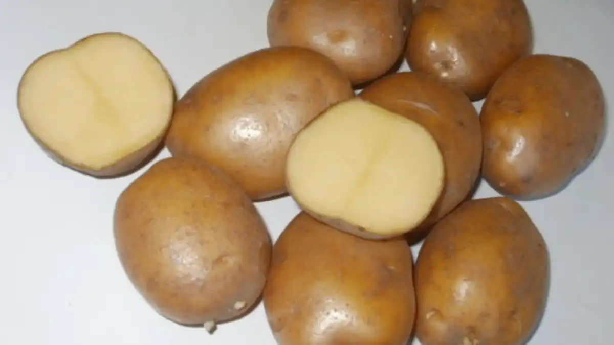 Картофель скарб купить. Белорусский сорт картофеля скарб. Скарб элита картофель. Сорт картофеля скарб. Картофель семенной скарб.