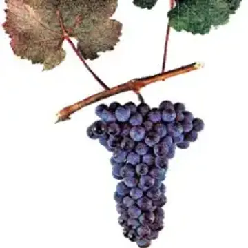 Сорта винограда для Красноярского края названия, фото, описание