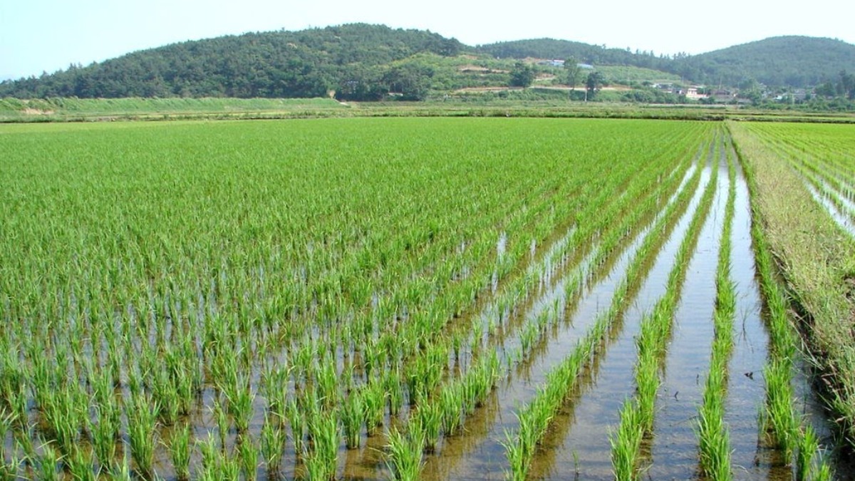 Плантации риса в Краснодарском крае