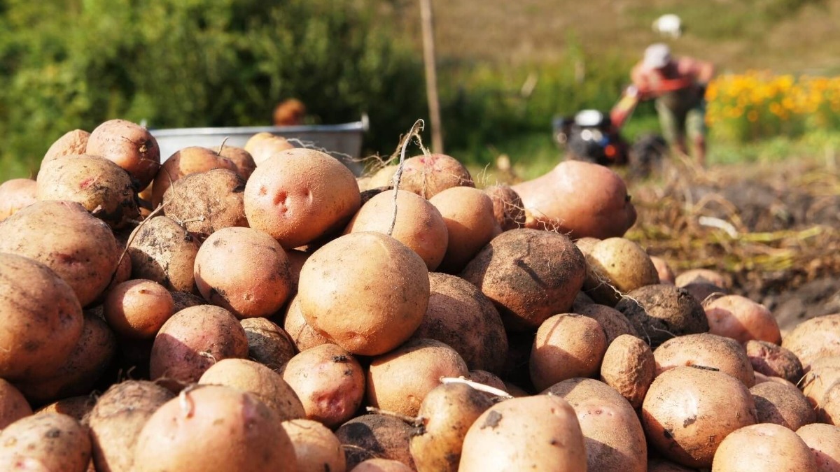 Как получить хороший урожай картошки. Урожай картофеля. Сбор картофеля. Картофель в огороде. Уборка картофеля.