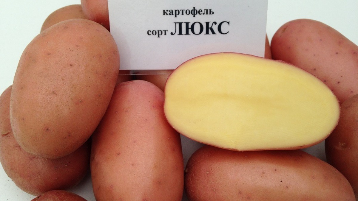 Где В Липецке Можно Купить Семенной Картофель