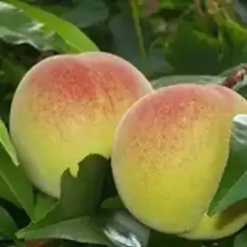 Сорта зеленых персиков список описания фото отзывы