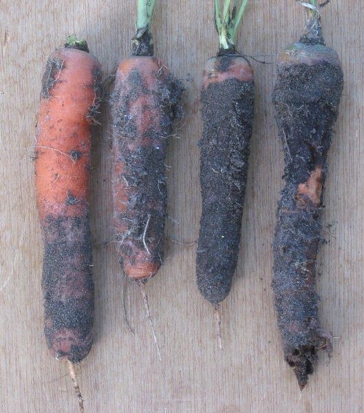 Болезни моркови: фото, описание и лечение