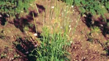 Фиалка полевая Víola arvénsis встречается в посевах зерновых, пропашных, льна, многолетних травах