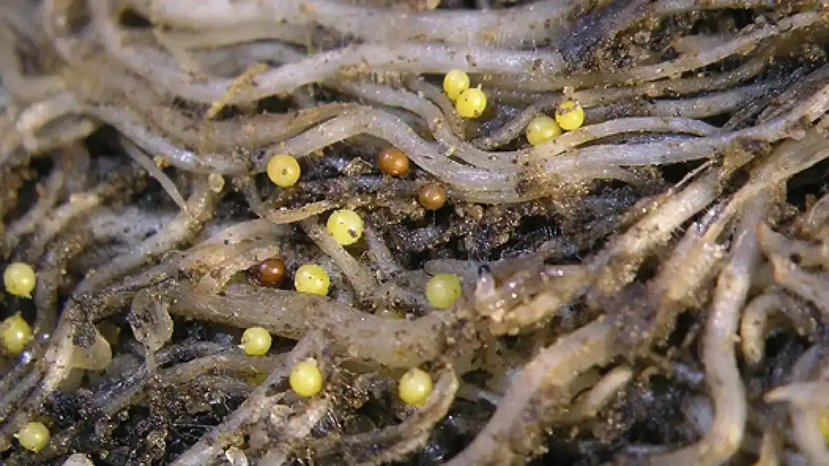 Золотистая картофельная нематода (Globodera Rostochiensis Behrens). Золотистая цистообразующая картофельная нематода. Хризантемная нематода.