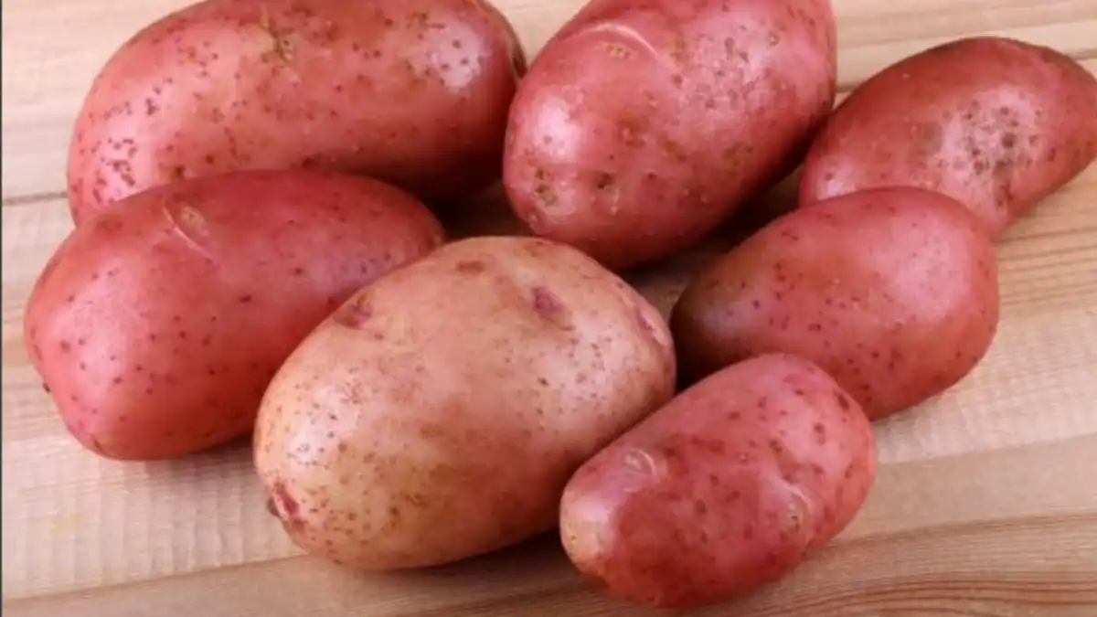 Сорта розовой картошки. Картофель Балтик Роуз.