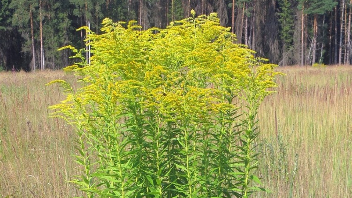 Solidago gigantea