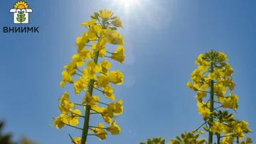 пресс-служба ВНИИМК