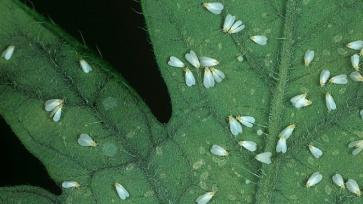 Белые насекомые на листьях. Тепличная белокрылка личинка. Оранжерейная белокрылка. Оранжерейная (Тепличная) белокрылка. Белокрылка Тепличная (Trialeurodes vaporariorum).