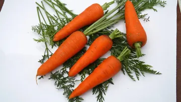 Сорт моркови МИНОР