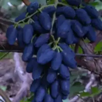 Академик - сорт винограда