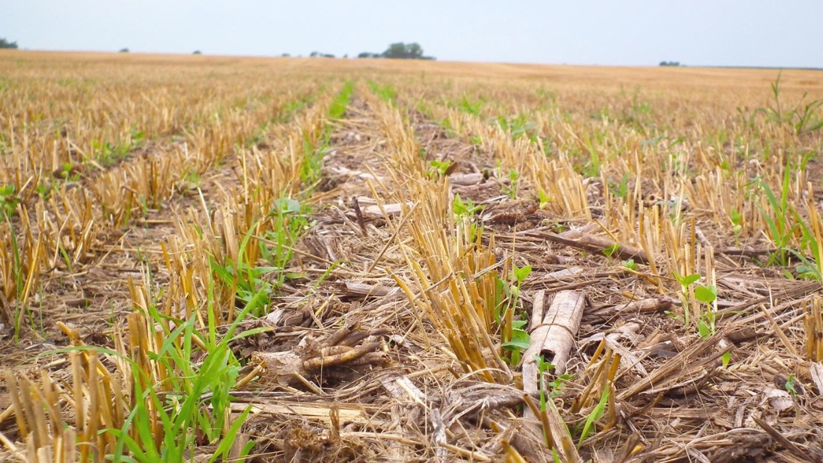 Принципы и ошибки No-Till: предупрежден, значит - вооружён