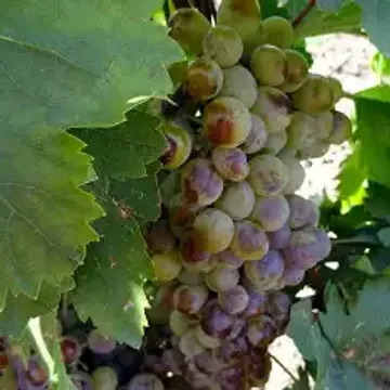 ГлавАгроном - Виноград АДЖЕМ М��СКЕТ