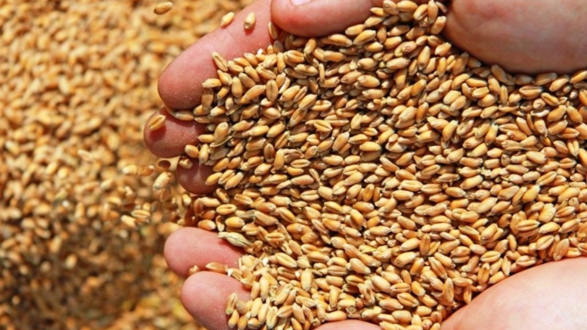 Замените пшеничные зерна. Ячмень Яровой зернофуражный. Пшеница зерно. Посев зерна. Зерновые культуры семена.