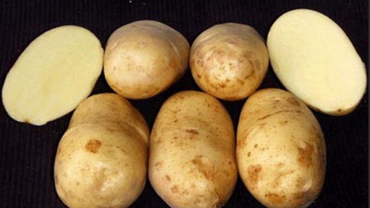 Столовая картошка. Картофель сорт кант. Картофель сорт Родриго. Продолговатые сорта картофеля. Сорт картошки Рассыпуха.