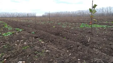 Сейчас в садоводческих хозяйствах Рязанской области в разгаре весенние полевые работы