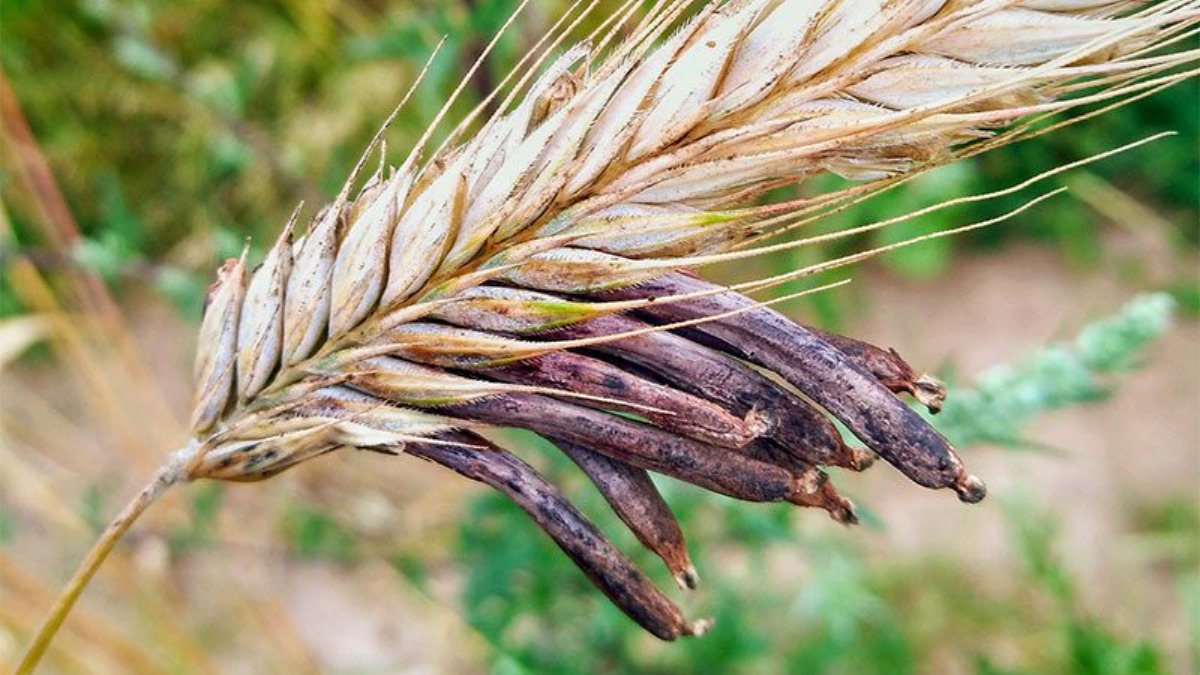 ГлавАгроном - Спорынья зерновых – серьезная фитосанитарная проблема в России