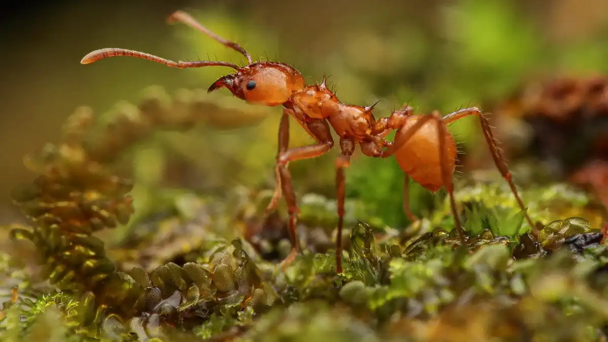 Мейсона С / iNaturalist