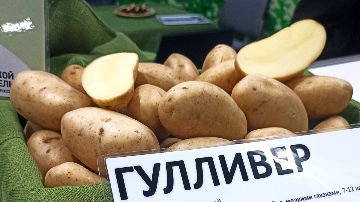 Сорт Картофеля Гулливер Характеристика Отзывы Фото