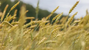Влияние различных вариантов весенних подкормок на урожай и качество зерна озимой пшеницы