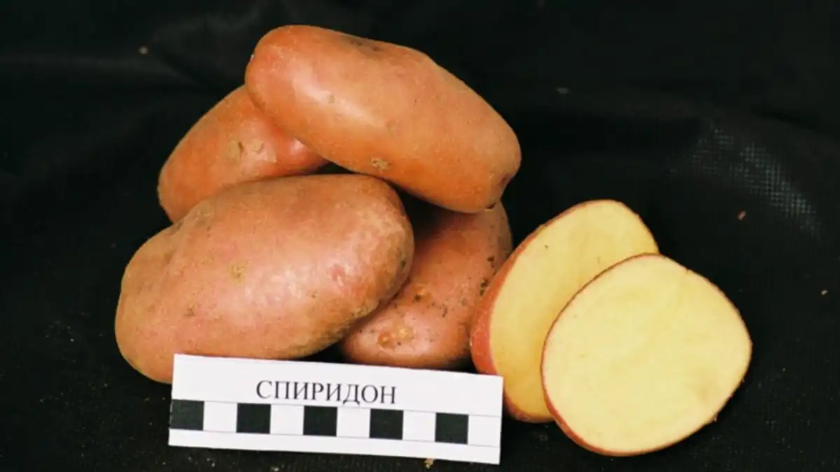 Картофель карелия описание сорта. Сорт Хибинский ранний картофель.