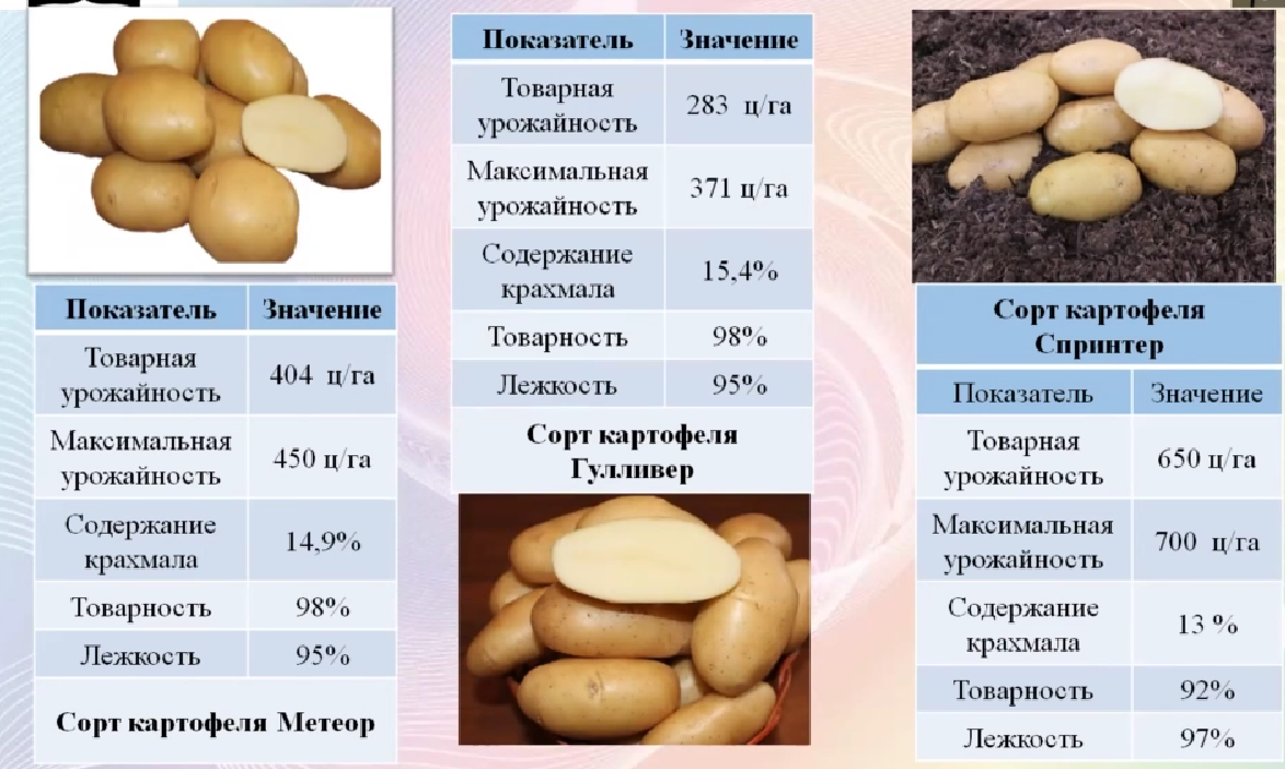 ГлавАгроном - Картофелеводство в России: акцент на отечественную селекцию,перспективные сорта и сертификацию