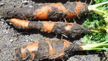 Рис. 6. Визуальные симптомы поражения корнеплода моркови при хранении серой гнилью (B. cinerea)
