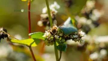 © Виталий Рыбалко / Glavagronom.ru