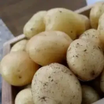 Картофель карелия описание сорта