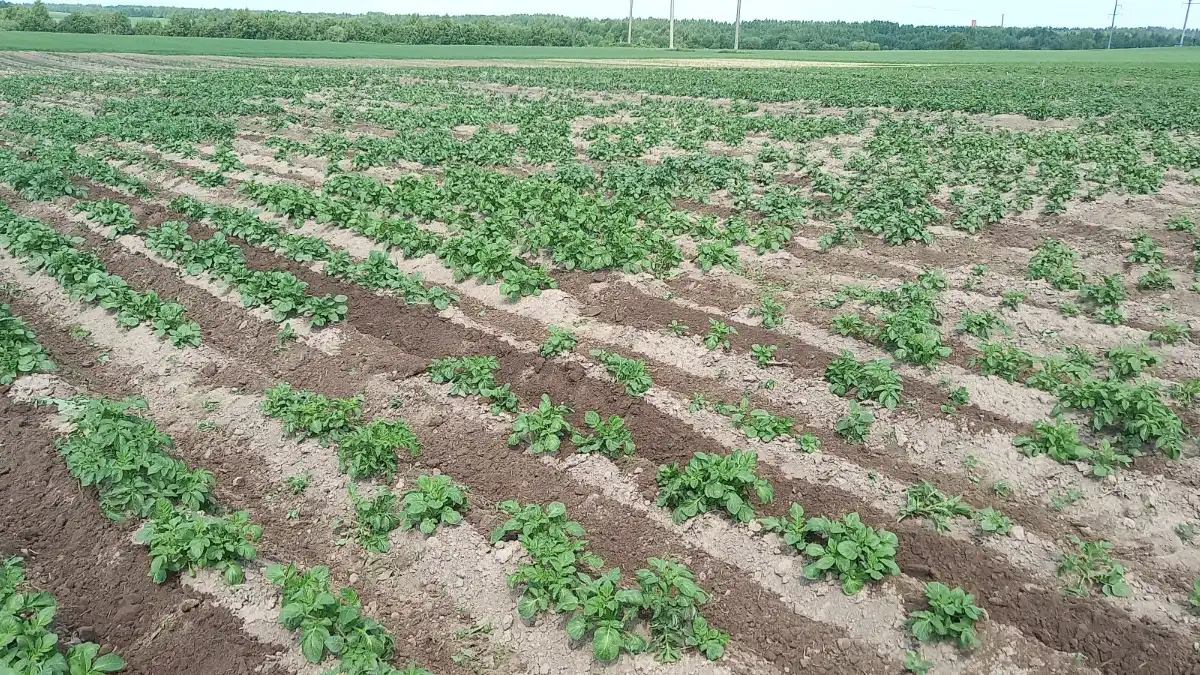 Выращивание семенного картофеля в Коми