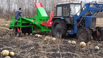 Уборка тыквы в хозяйстве Виталия Денисова