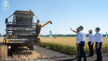 Уборка ультраскороспелого сорта озимой пшеницы КУБАНЬ.