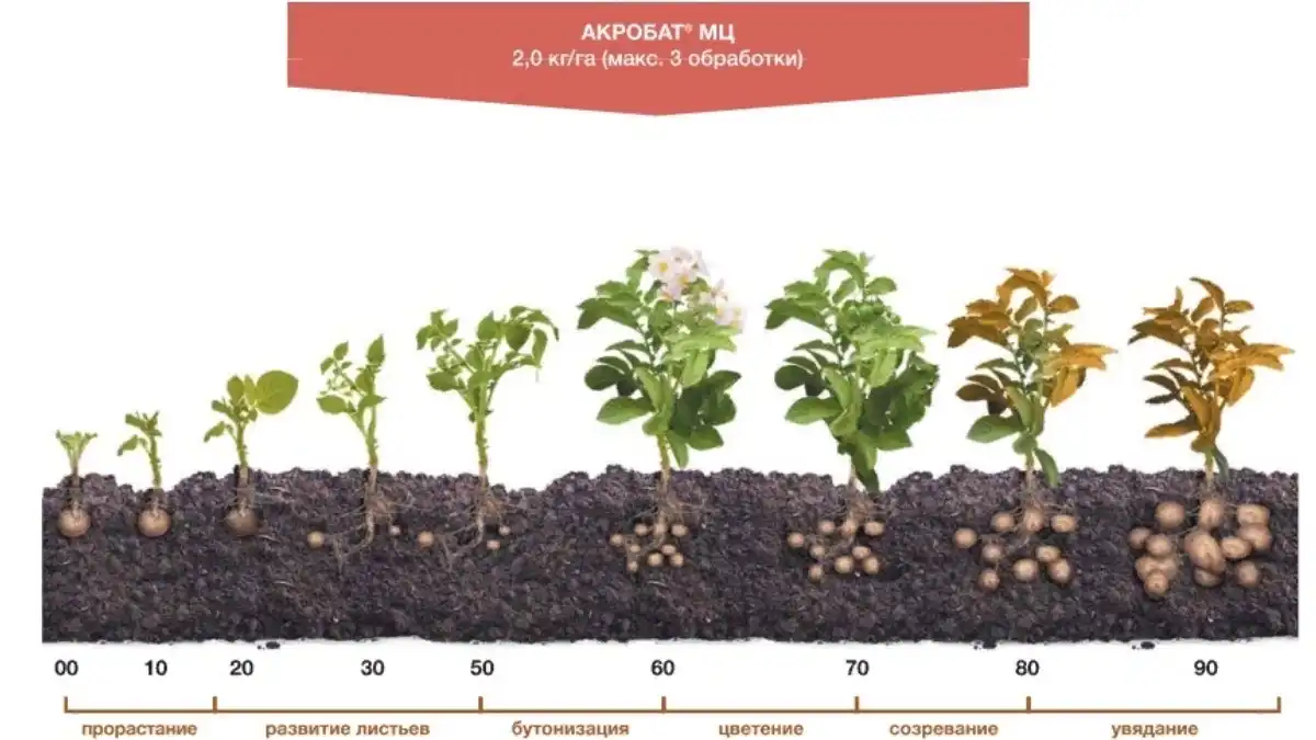 Сколько растет картофель. Вегетационный период картофеля. Фазы вегетации картофеля. Фазы развития картофеля. Этапы роста картофеля.