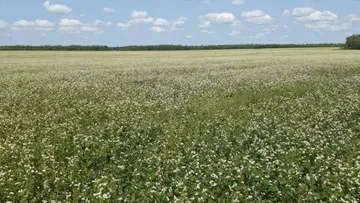 ГКФХ Шталинский И.И.