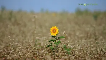 © Виталий Рыбалко / Glavagronom.ru