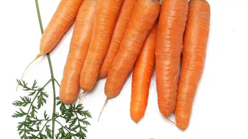 Сорт моркови МИНОР