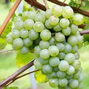 ГлавАгроном - Виноград ТАШЛЫ