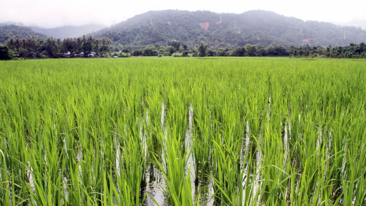 Как растет рис в краснодаре фото