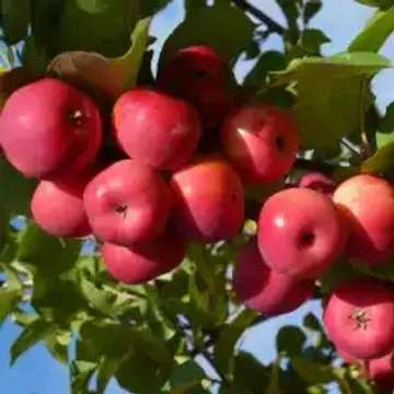 Сорта яблонь для Республики Бурятия названия, фото, описание