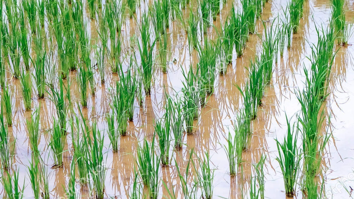 Как растет рис в краснодаре фото