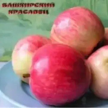 Сорта яблонь для Республики Башкортостан названия, фото, описание