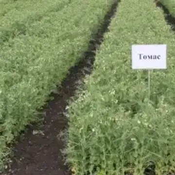 ГлавАгроном - Горох ТОМАС