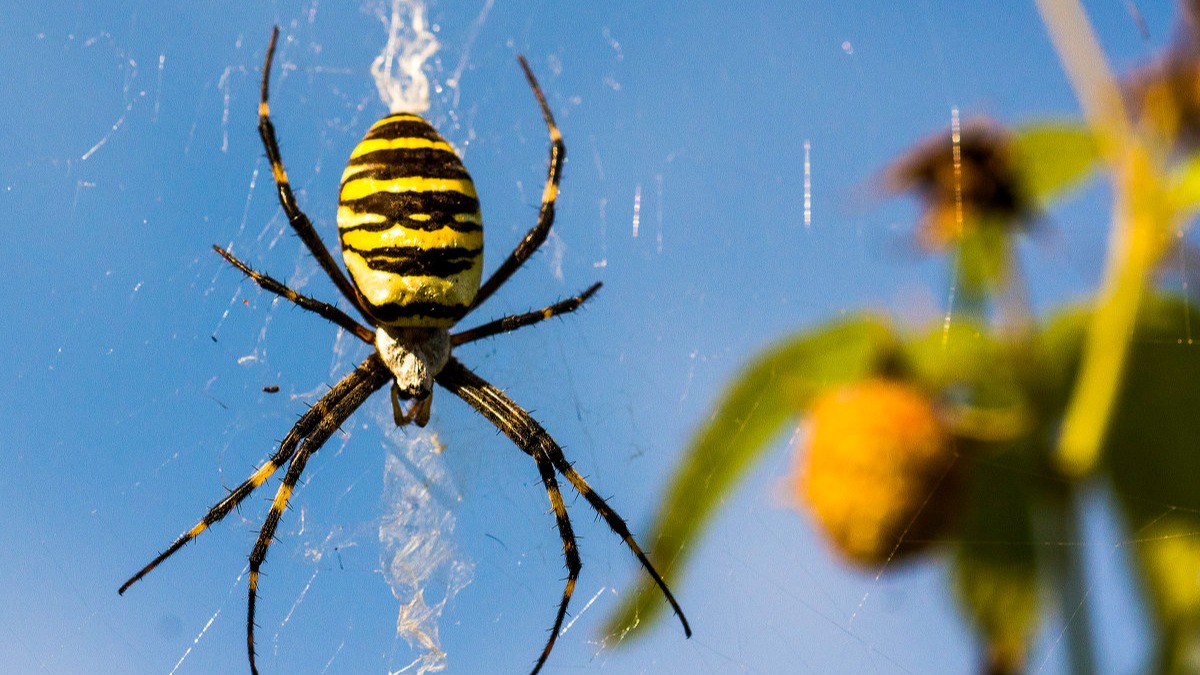 Яд пауков может стать эффективным биопестицидом: исследование
